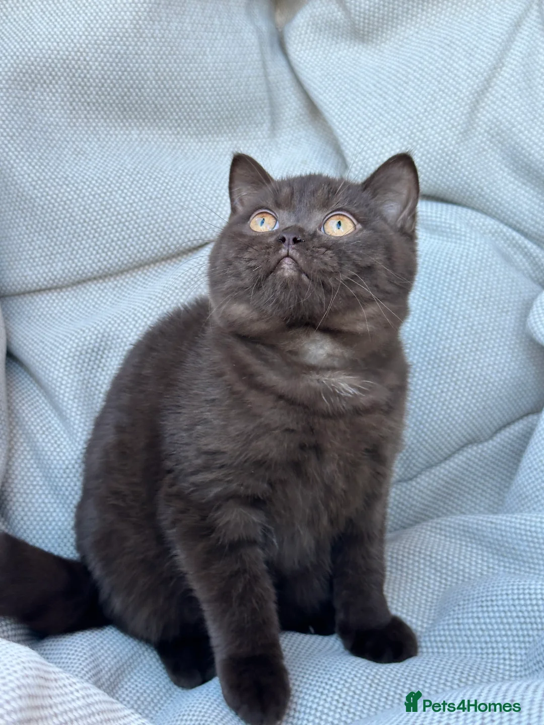 British Shorthair cats for sale: British Shorthair Chunky Chocolate Kittens🐻 - Advert 9