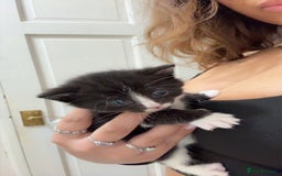 Mixed Breed cats for sale: 6 playful kitties ready to leave - Image 7
