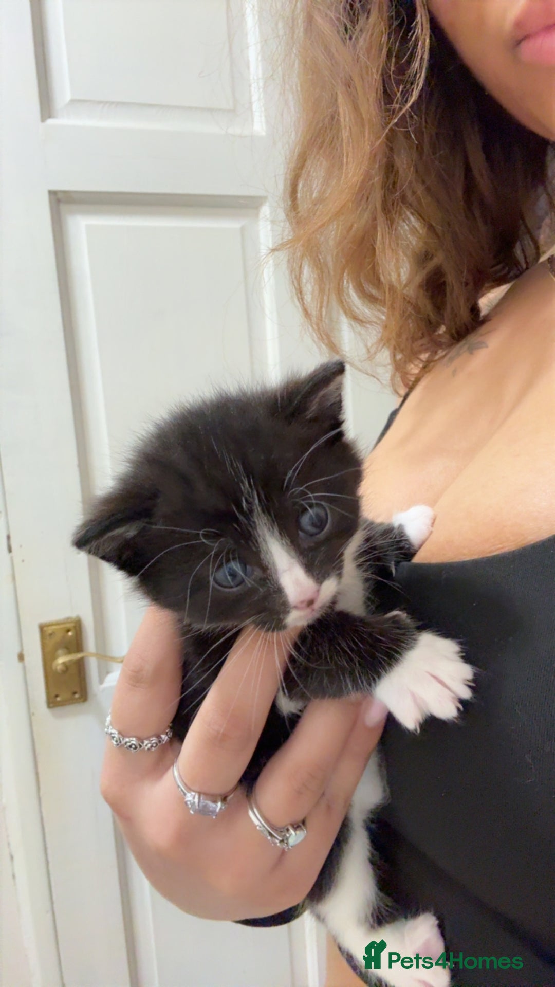 Mixed Breed cats for sale: 6 playful kitties ready to leave - Image 7