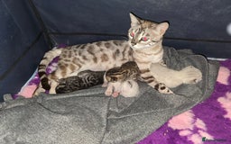 Bengal cats for sale: Ready Now TICA Champion Bengals - Image 2