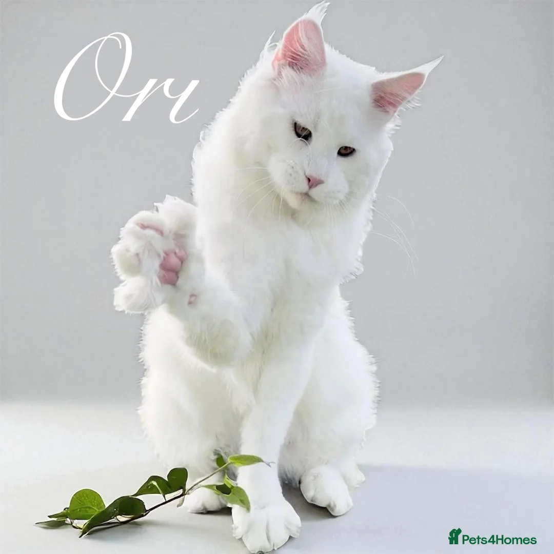 Maine Coon cats for sale: ANDERPRIDE has new Cub arrivals  - Advert 2