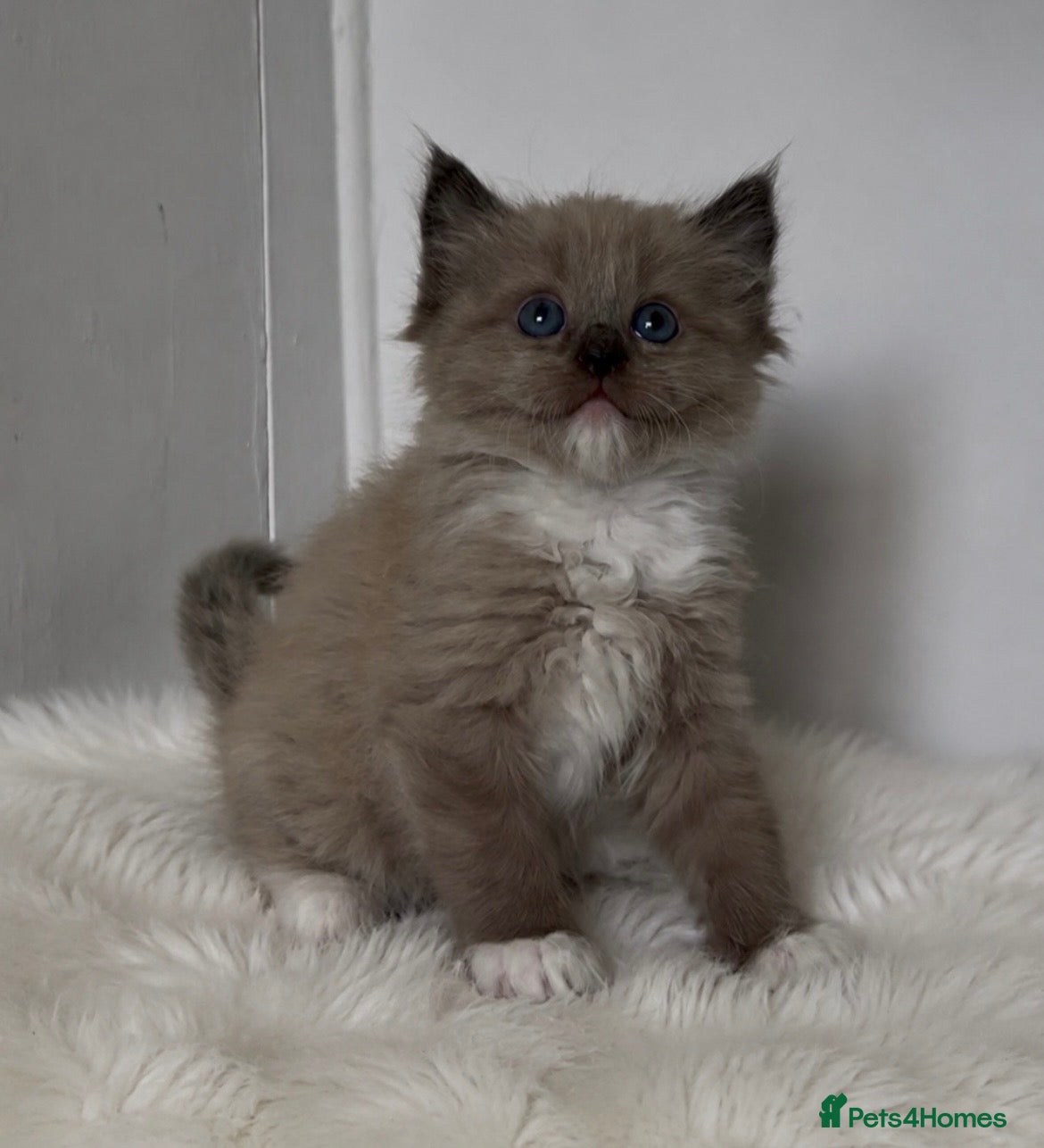 Ragdoll cats Stunning Ragdoll kittens  - Advert 16