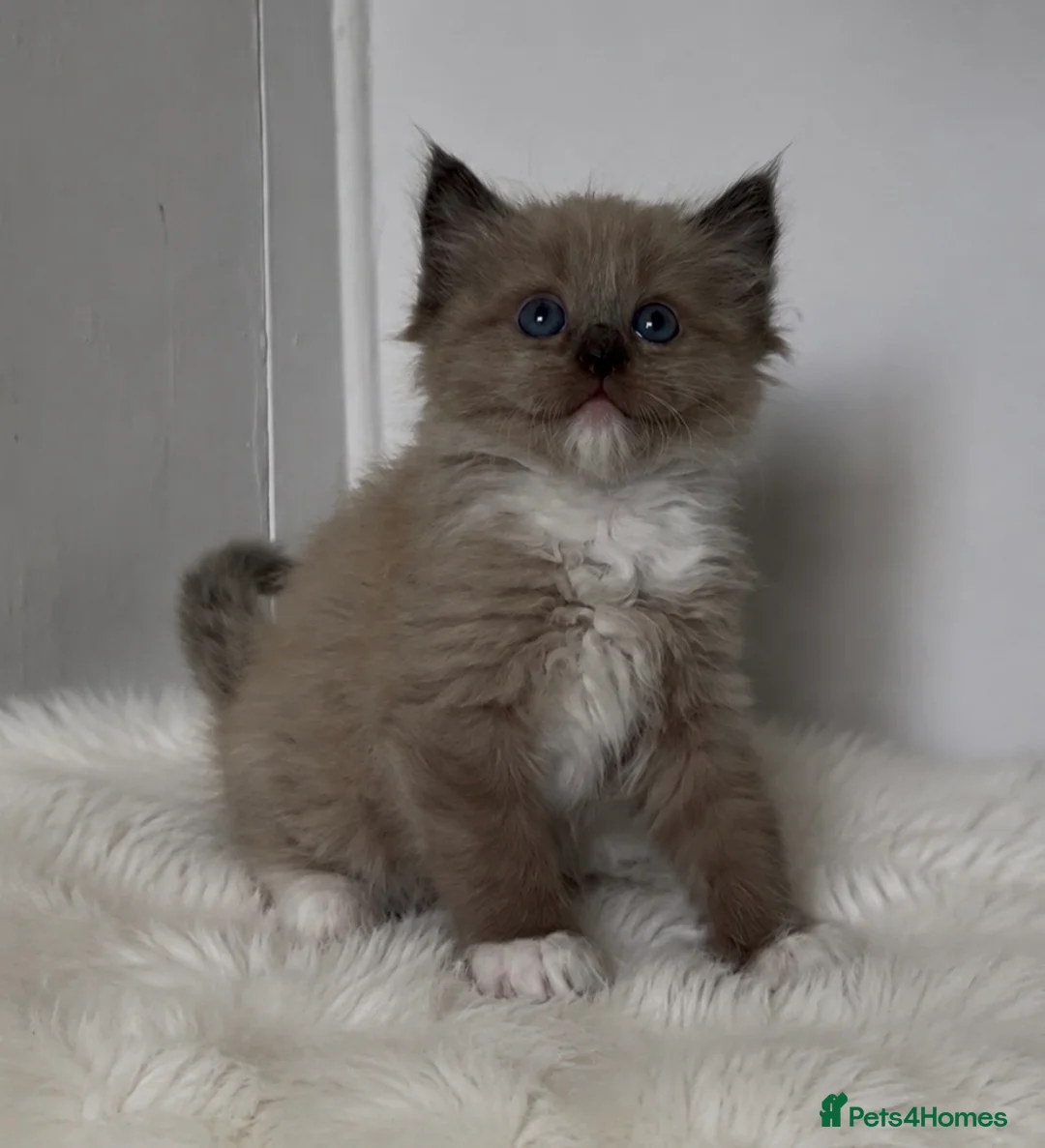 Ragdoll cats for sale: Stunning Ragdoll kittens  - Advert 1