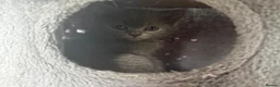 British Shorthair cats for sale: READY NOW British Shorthair Kitten - Advert 6