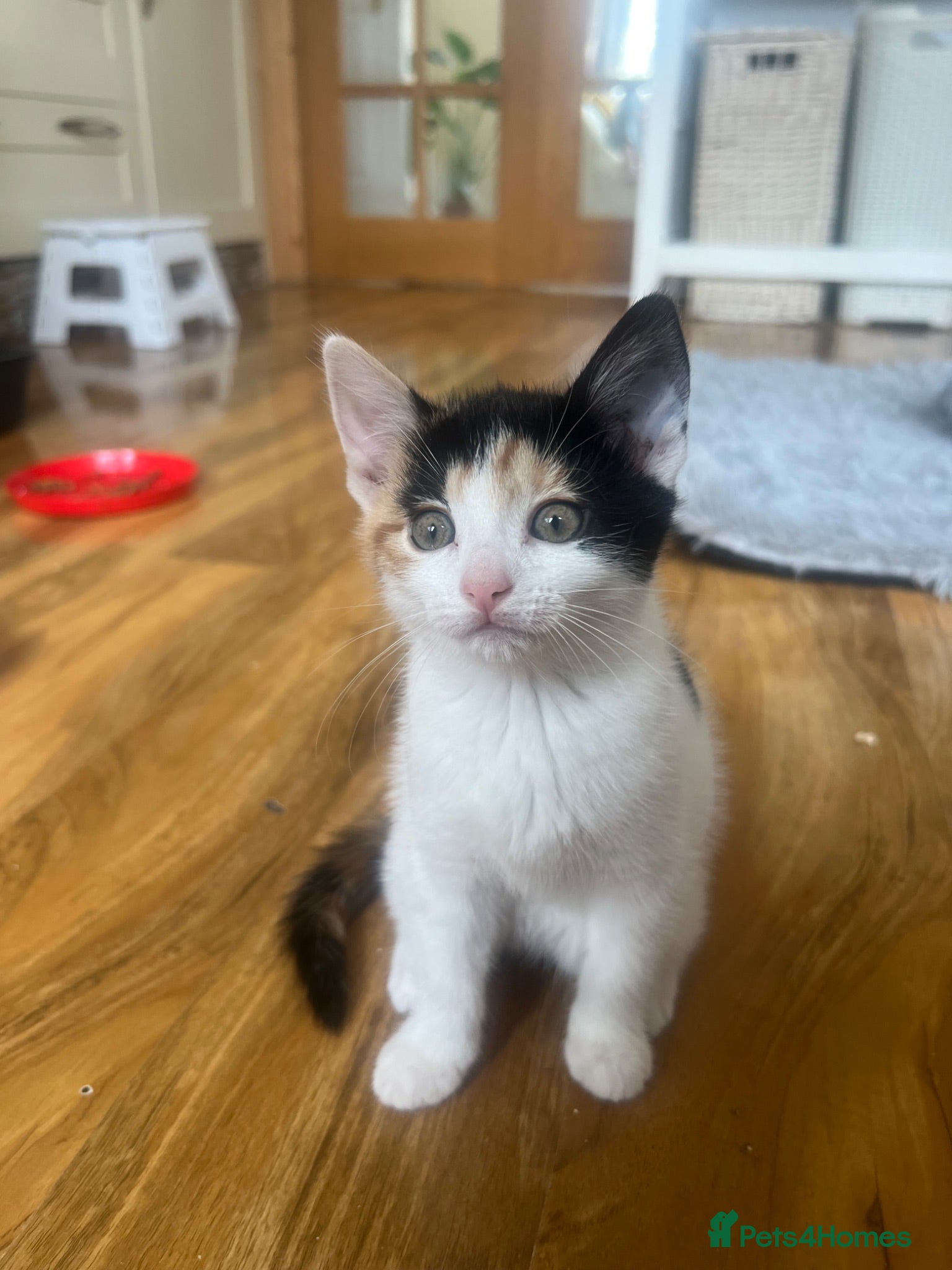 Mixed Breed cats Kittens - Advert 14
