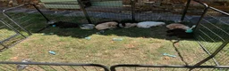 Lagotto Romagnolo dogs for sale: Amazing Lagotto Romagnolo Truffle Trained Puppies  - Advert 5