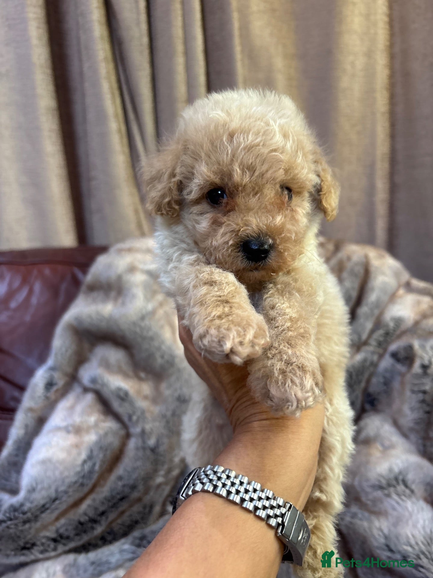 Poochon dogs Health tested Poochons Unique Colours inc Merle - Advert 1