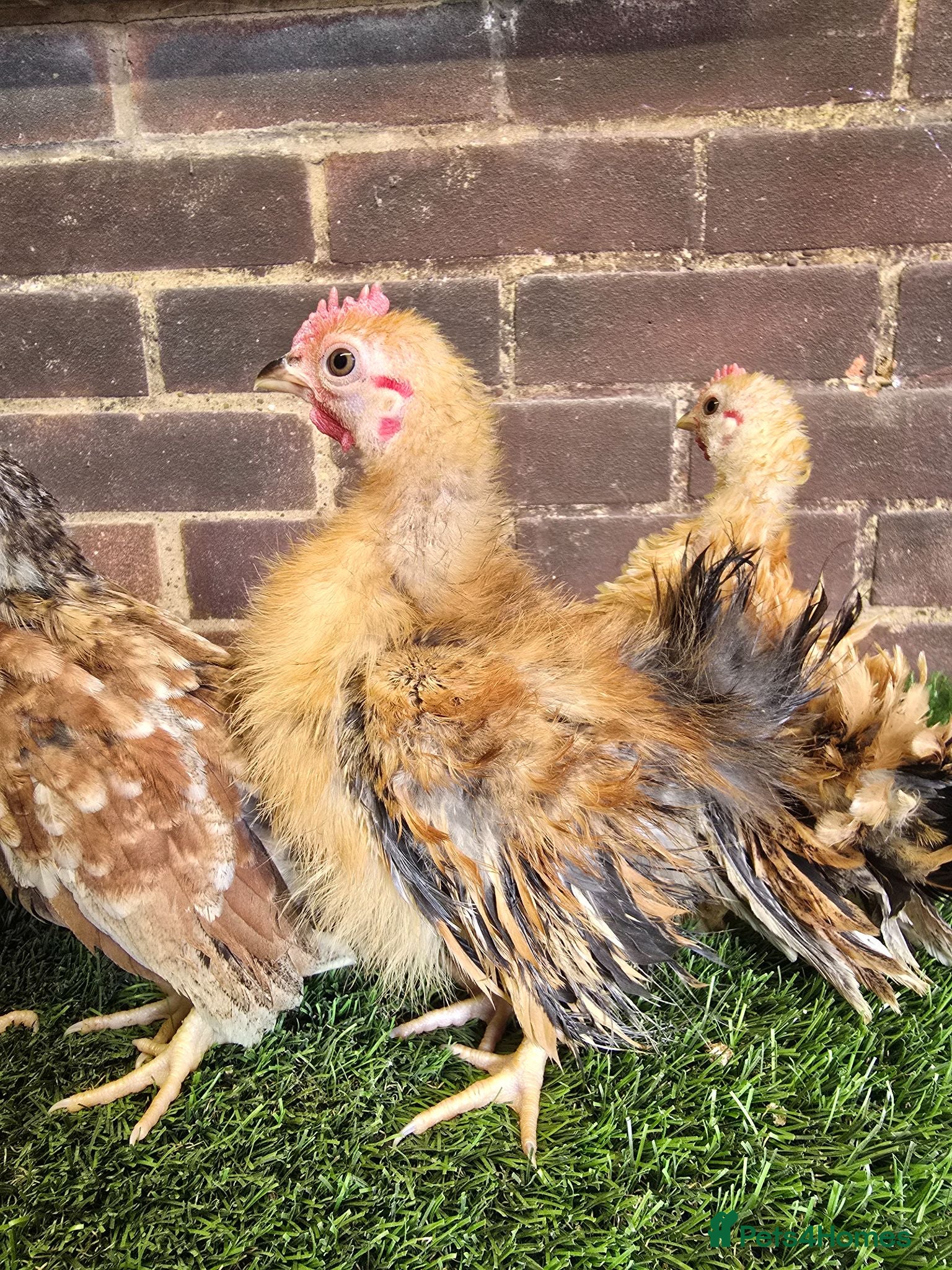 Chickens poultry Serama Cockerels  - Advert 13