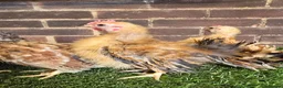 Chickens poultry for sale: Serama Cockerels  - Advert 4