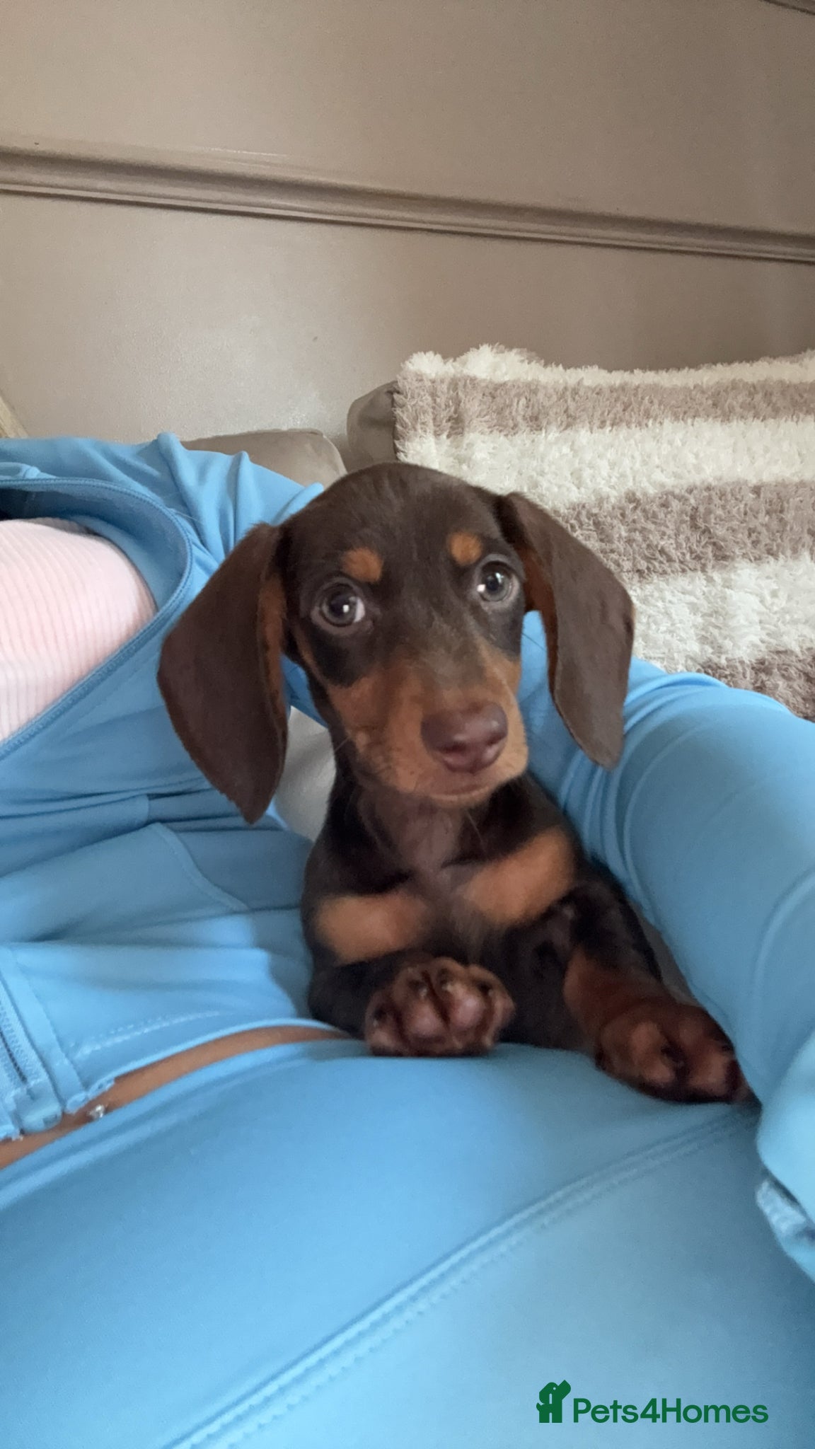 Miniature Dachshund dogs for sale: 2Mini Dachshunds ready for forever homes 🏡 - Advert 4