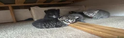 American Curl cats for sale: American curly ear max British shorthair - Advert 1