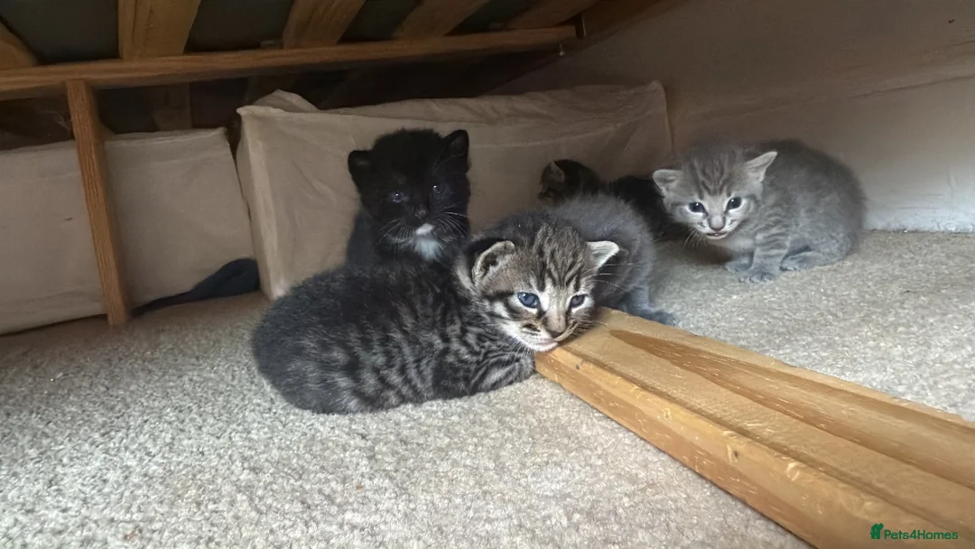 American Curl cats for sale: American curly ear max British shorthair - Advert 1
