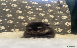 Pomeranian dogs for sale: Stunning litter merl Pomeranian - Image 4