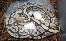 Python Snake reptiles for sale: Adult Royal Python's for sale - Image 2
