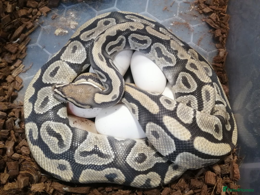 Python Snake reptiles for sale: Adult Royal Python's for sale - Image 2