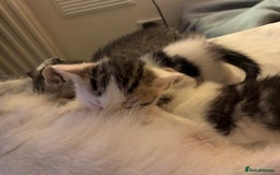 British Shorthair cats for sale: Sweet British Shorthair X Kittens - Image 3