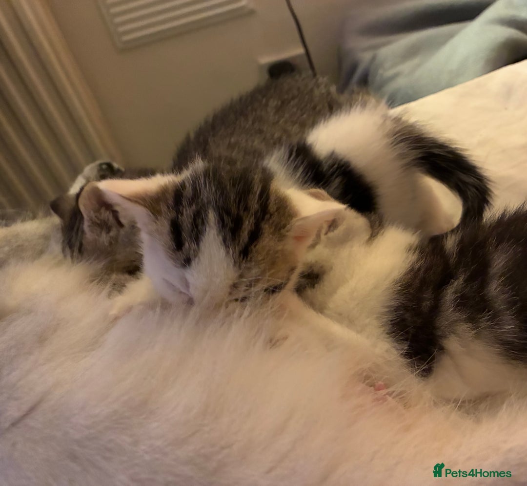 British Shorthair cats for sale: Sweet British Shorthair X Kittens - Image 3