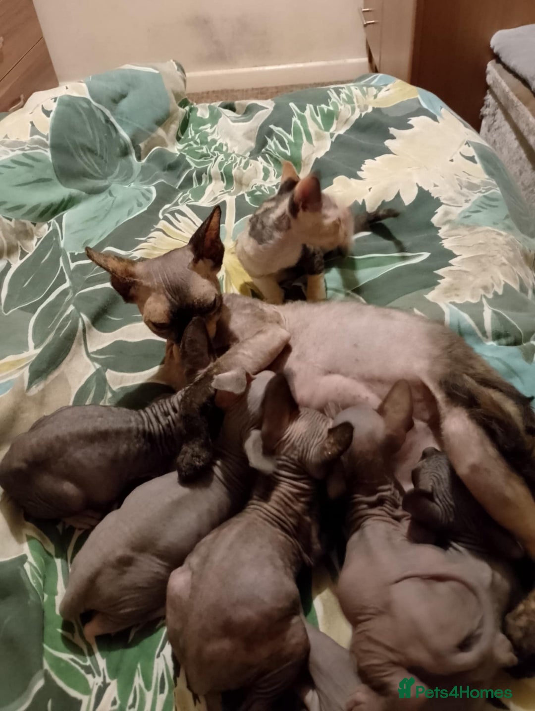 Sphynx cats for sale: 2 male & 4 female canadian sphynx looking for home - Image 12