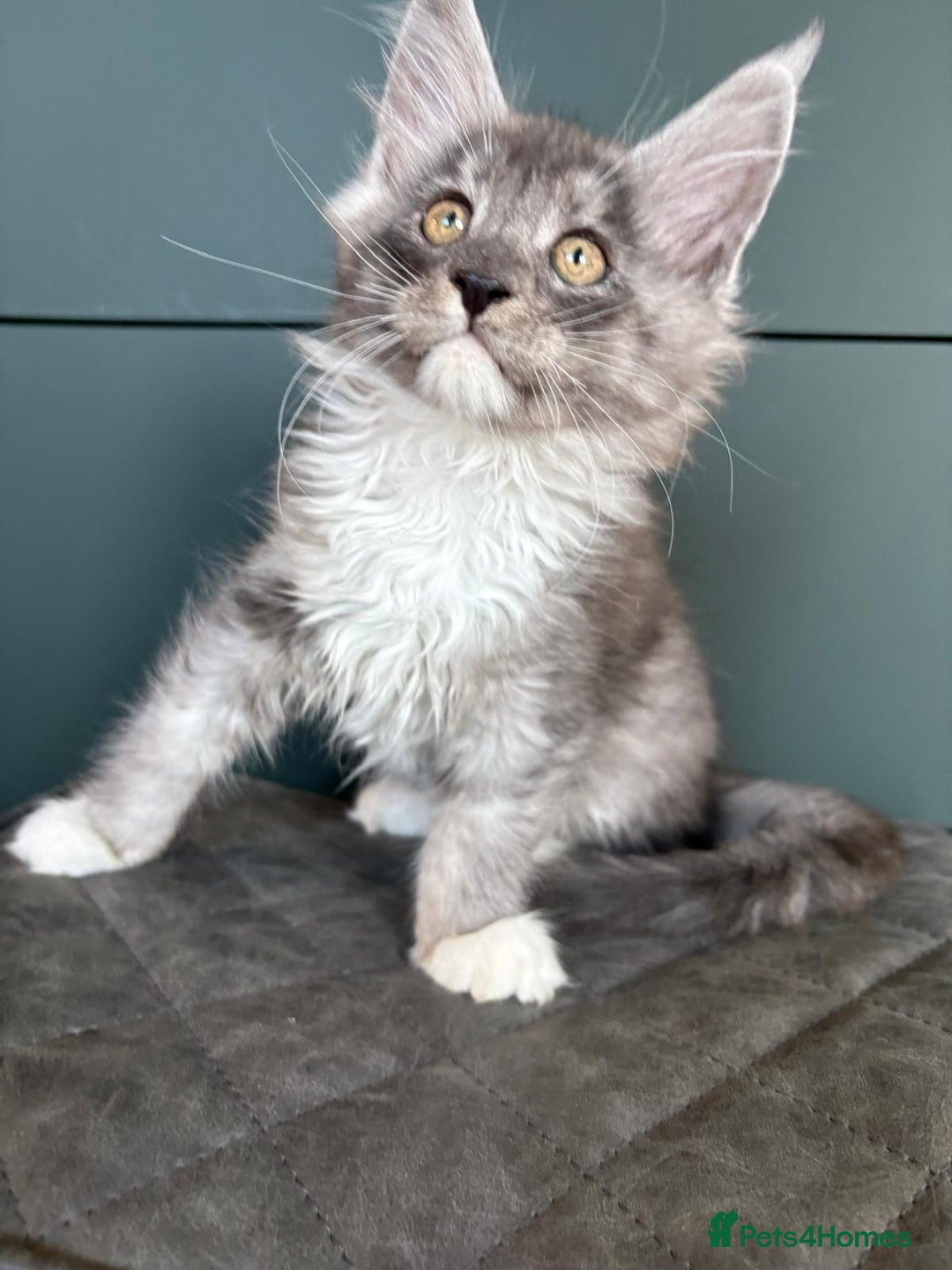 Maine Coon cats for sale: XL Maine Coon Kittens for Sale – TICA Reg - Advert 17