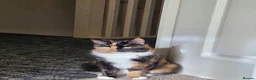 Mixed Breed cats for sale: Cute kitties are looking for a new home 🐈‍⬛ - Advert 1