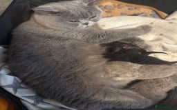 British Shorthair cats for sale: Beautiful British shorthair champion bloodlines - Image 16