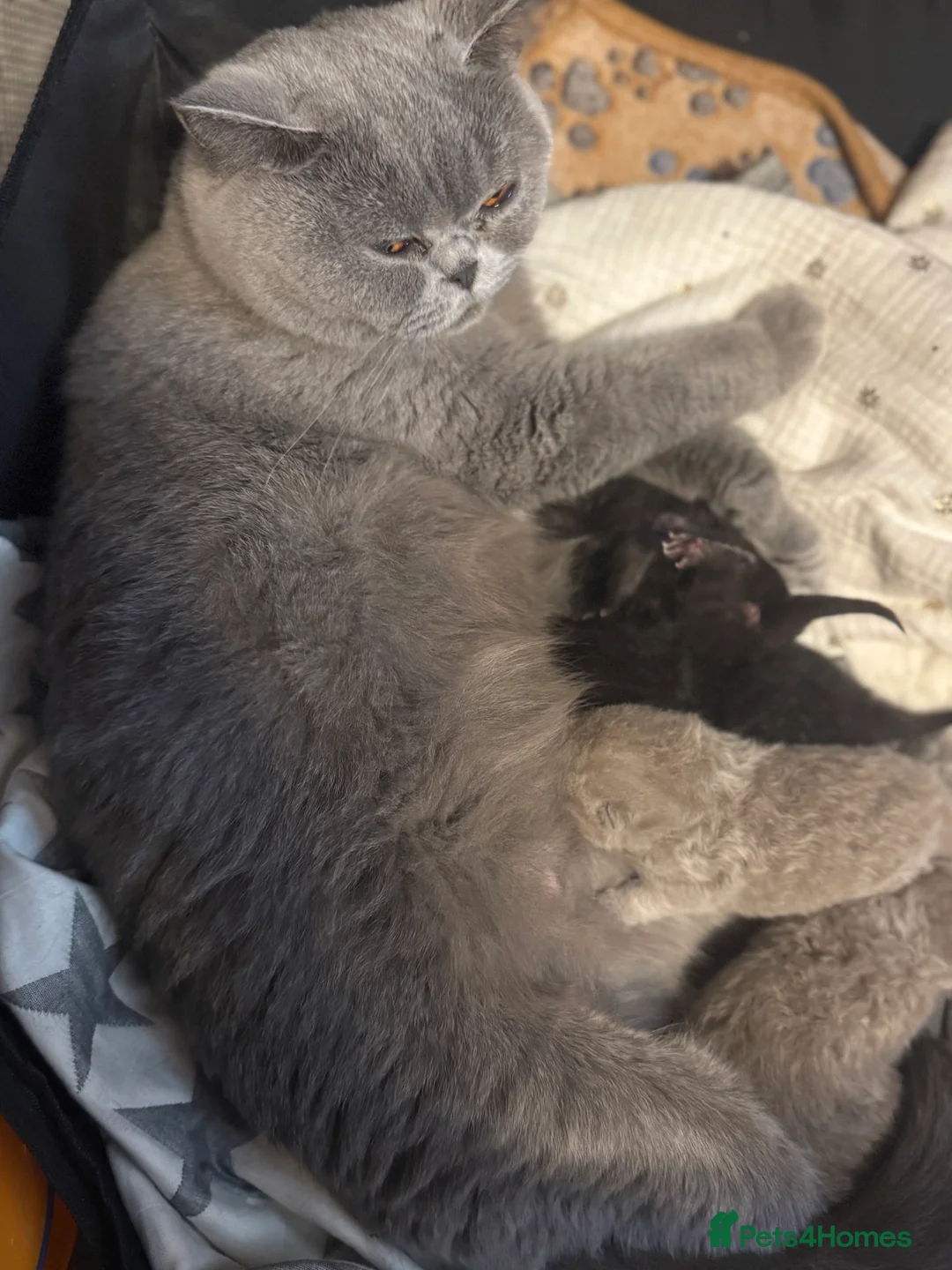 British Shorthair cats for sale: Ready to leave *** black female bsh *** - Advert 16