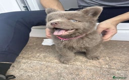 Mixed Breed dogs for sale: Chow chow cross for rehoming - Image 2