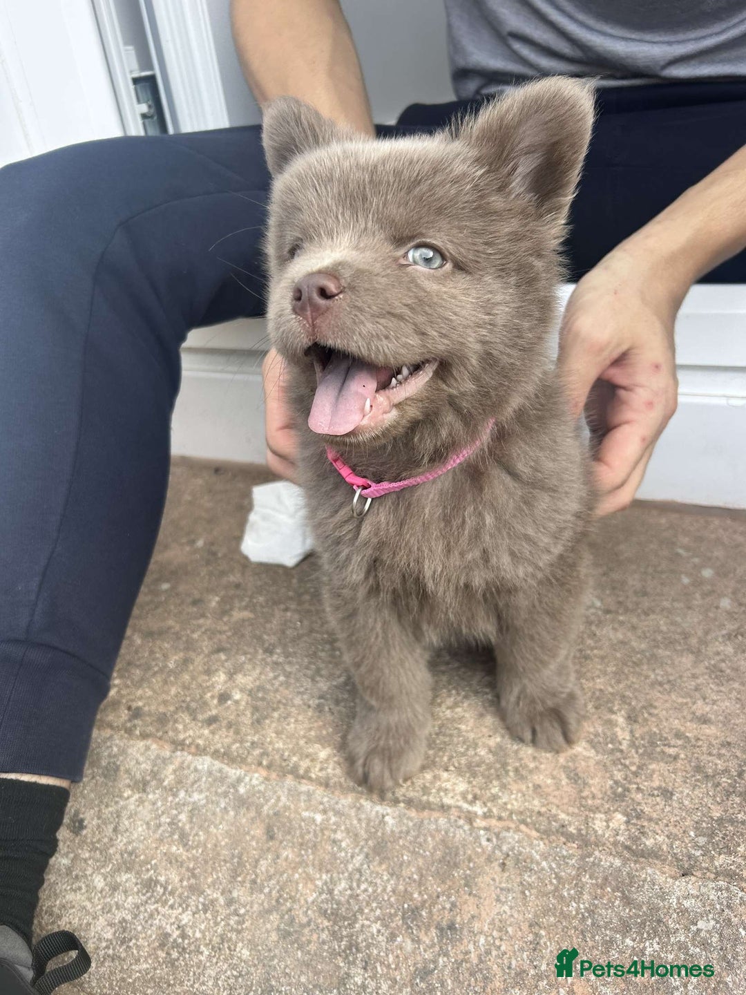 Mixed Breed dogs for sale: Chow chow cross for rehoming - Image 2