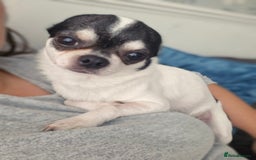 Chihuahua dogs for sale: Chihuahua Male 4years old  - Image 1