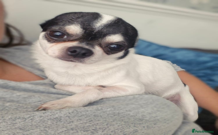 Chihuahua dogs - Advert 1