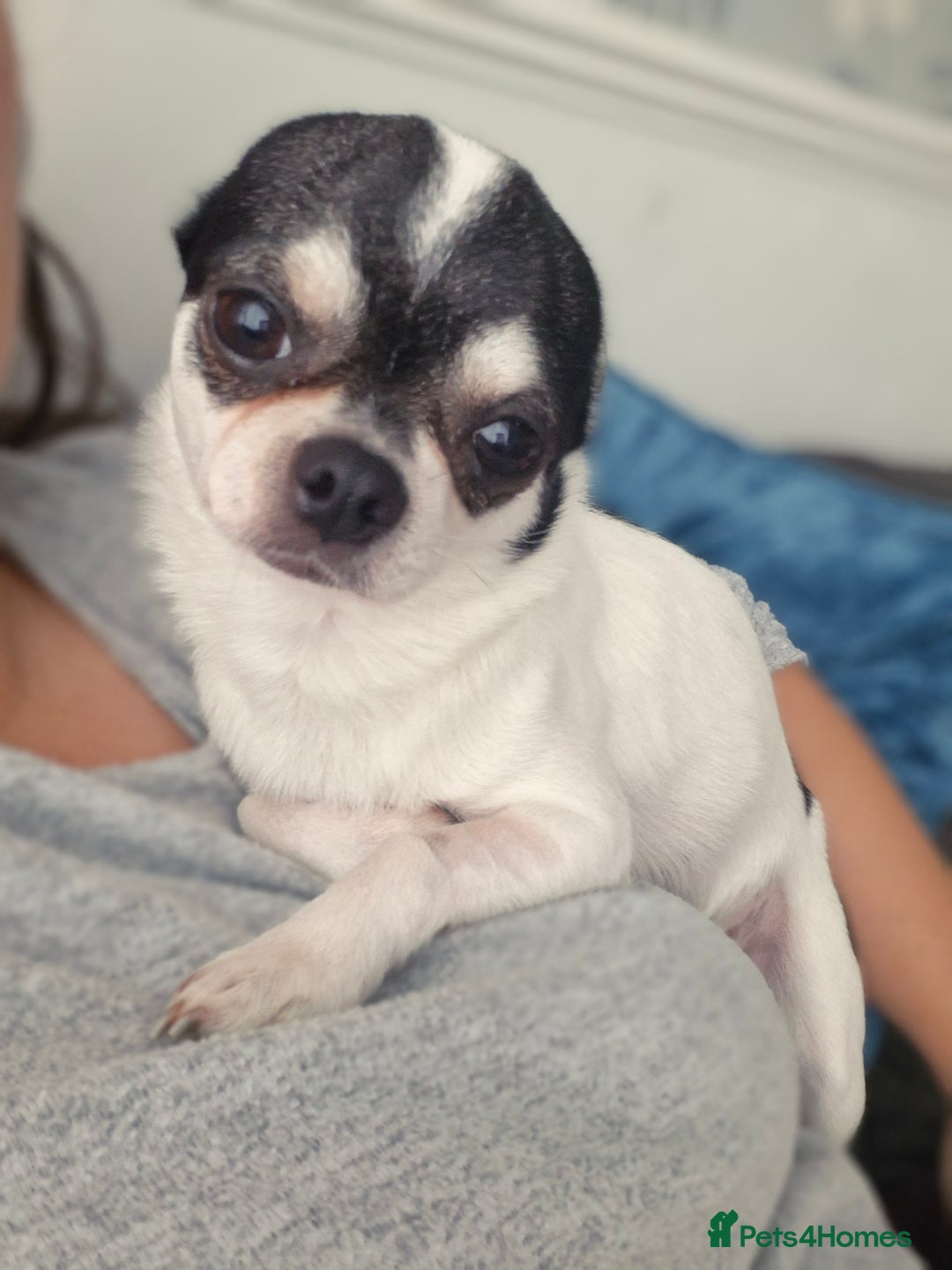 Chihuahua dogs for sale: Chihuahua Male 4years old  - Image 1