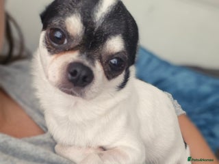 Chihuahua dogs - Advert 15