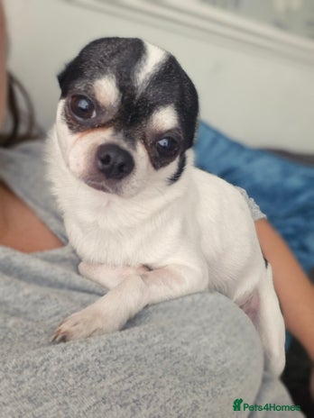 Chihuahua dogs - Advert 8