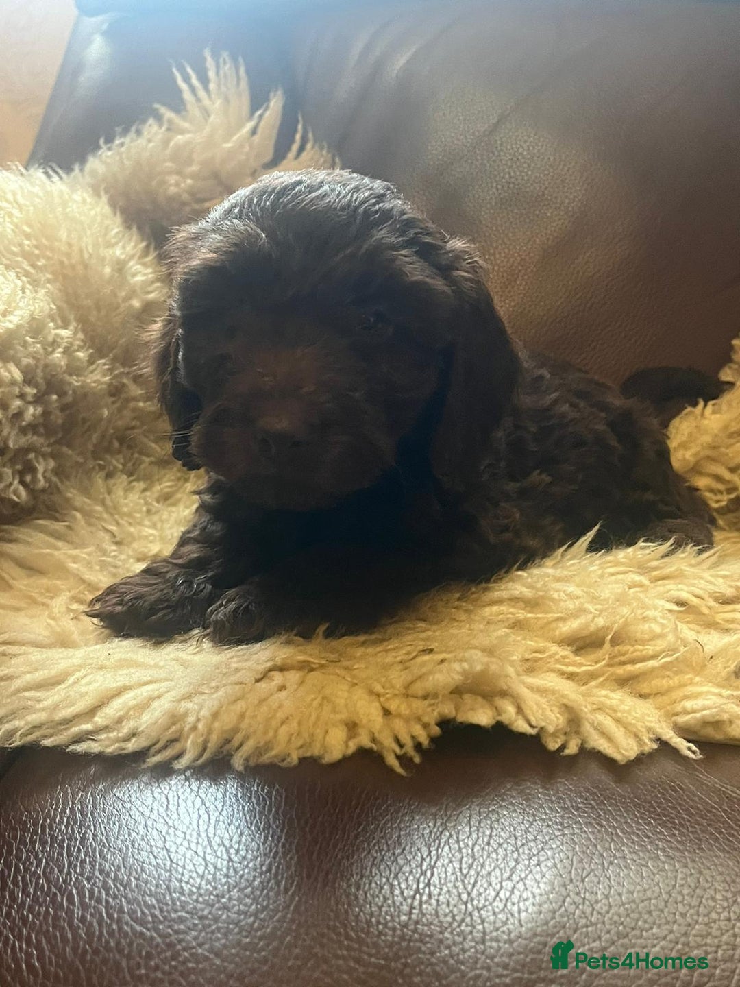 Cockapoo dogs for sale: Cockapoo puppies  - Advert 7