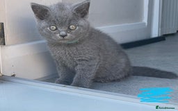 British Shorthair cats for sale: British shorthair £475 - Image 4