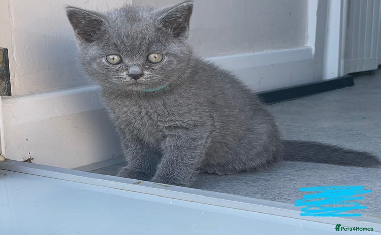British Shorthair cats - Advert 14