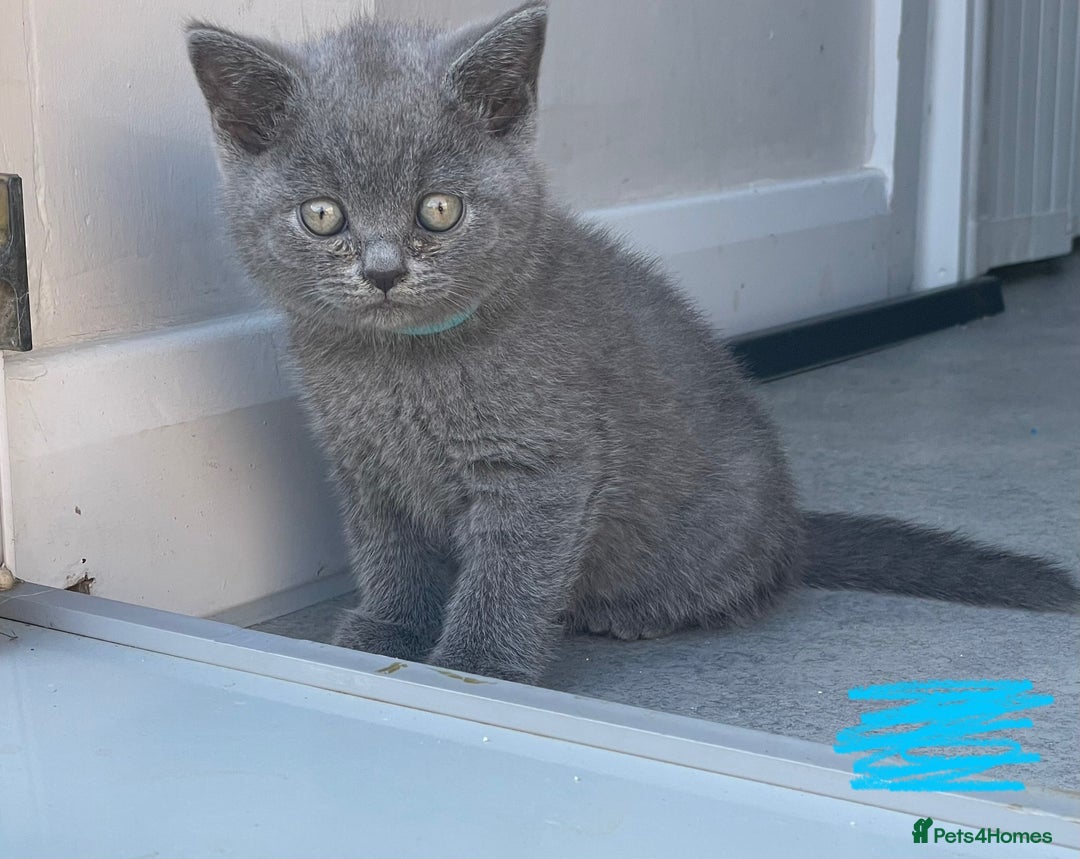 British Shorthair cats for sale: British shorthair £475 - Image 4