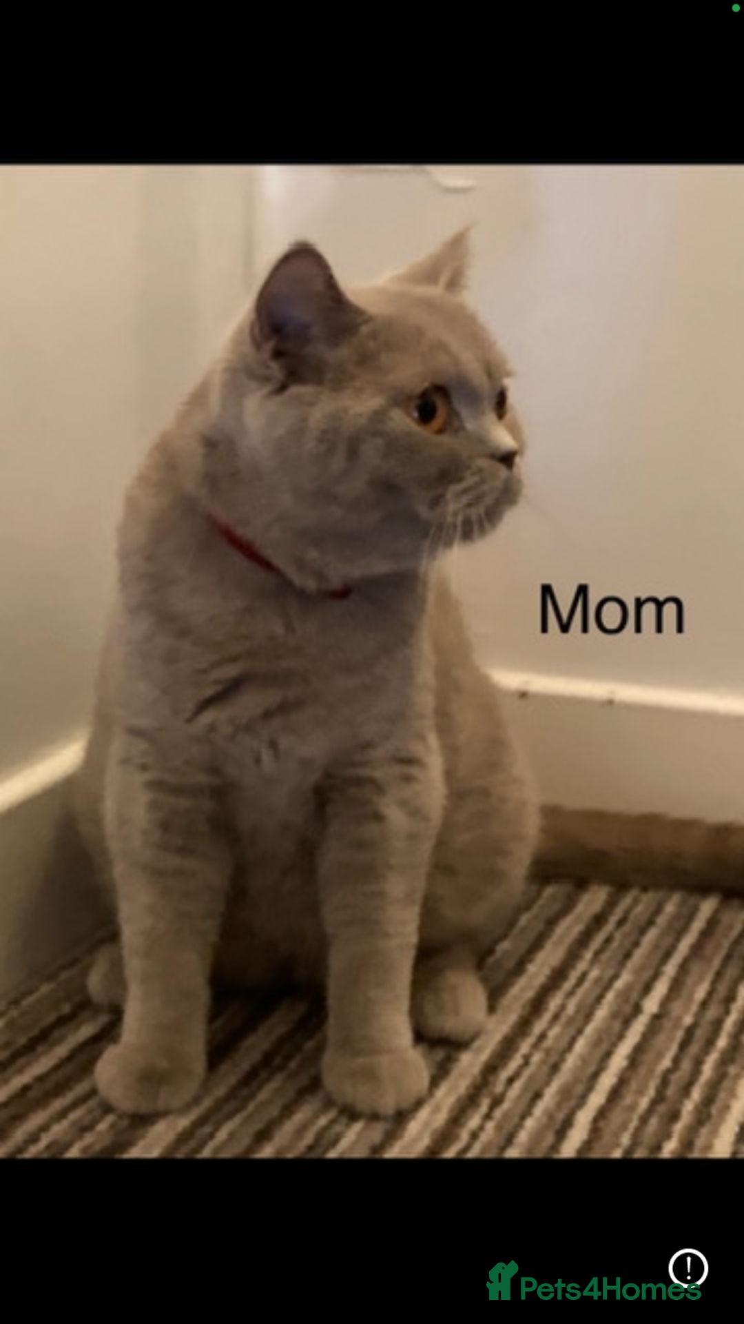 British Shorthair cats for sale: British shorthair kittens  - Advert 1
