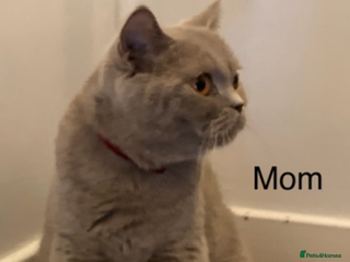 British Shorthair cats British shorthair kittens - Advert 4