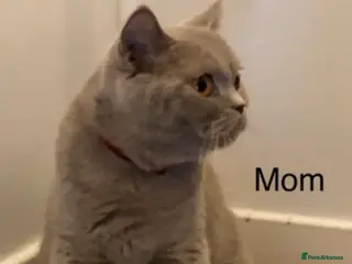 British Shorthair cats British shorthair kittens - Advert 1