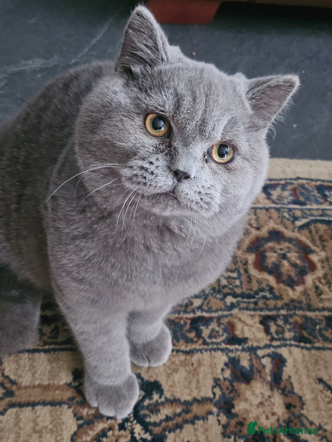 British Shorthair cats for sale: Chunky Blue boy - Image 4