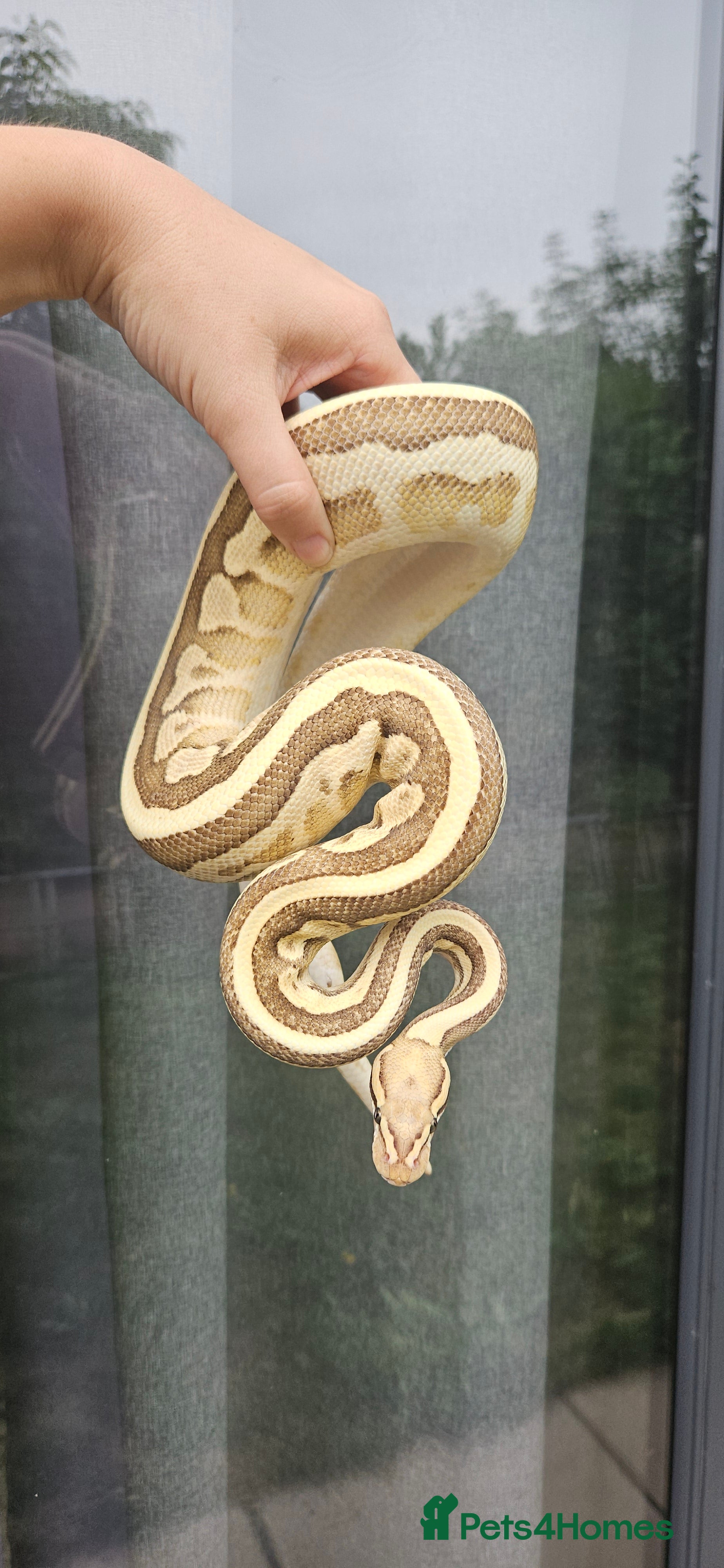 Python Snake reptiles Female Ocelot Fire Morph Female Ball/Royal Python - Advert 4