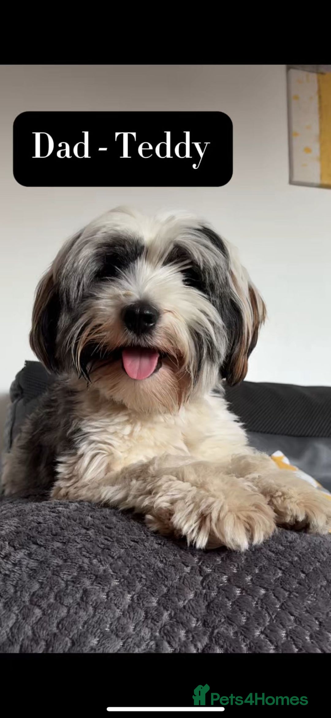 Mixed Breed dogs for sale: Tibetan Terrier x cockerpoo  - Image 10