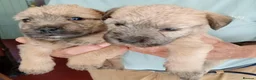 Glen of Imaal Terrier dogs for sale: Glen of Imaal puppies! - Advert 4
