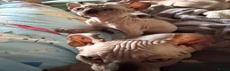 Sphynx cats for sale: Ready now Sphynx kittens - Advert 13