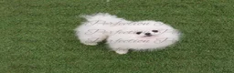 Pomeranian dogs for sale: Ultra Teddy Bear Pomeranian Puppies - Advert 18