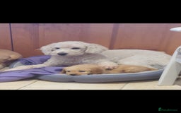 Labradoodle dogs for sale: Labradoodle  - Image 9