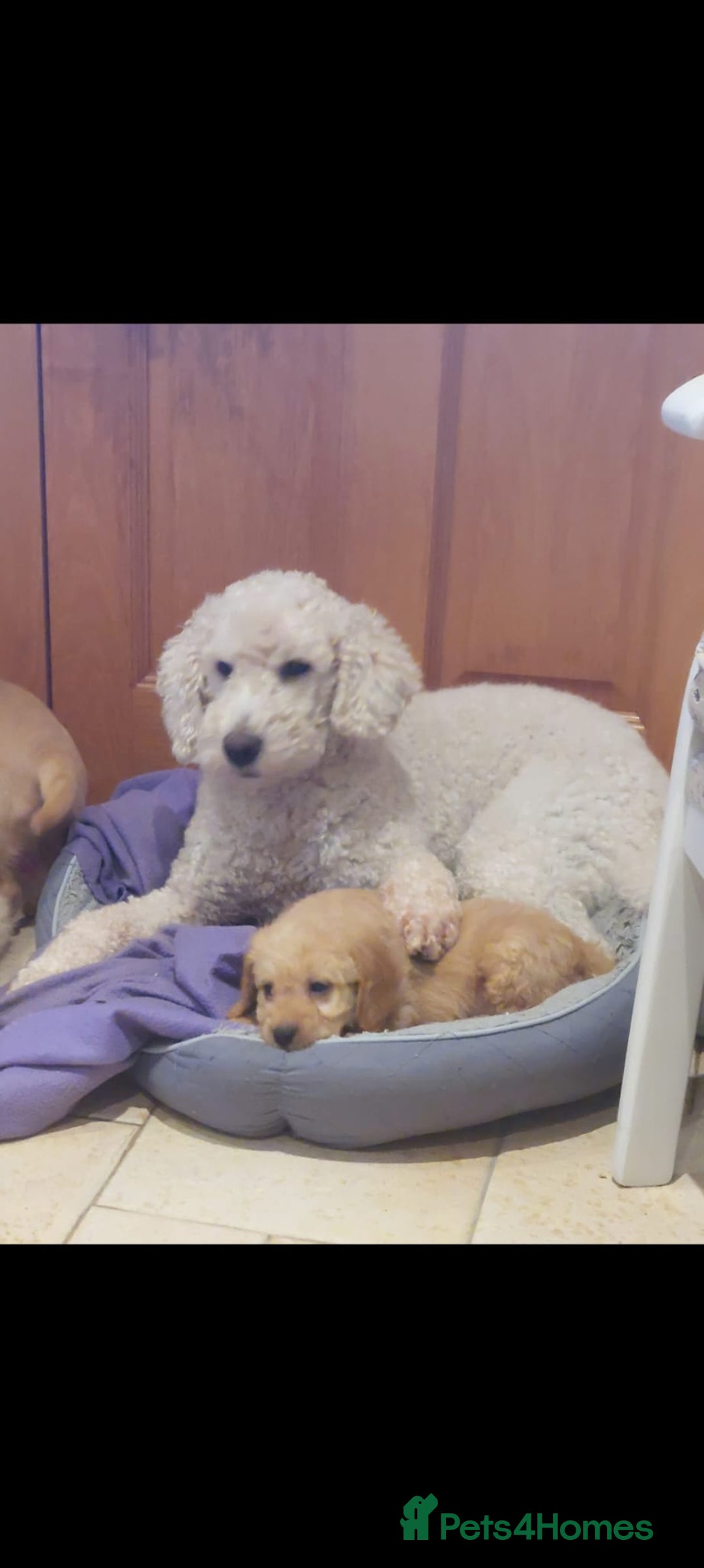Labradoodle dogs for sale: Labradoodle  - Image 9