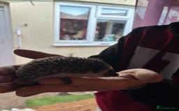 Pygmy Hedgehog rodents for sale: ***African black Pygmy hogs!*** - Image 3