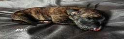 Lurcher dogs for sale: Stunning lurcher puppies in Glasgow - Advert 15